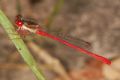 Ceriagrion tenellum